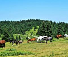 Land for Rent Sample